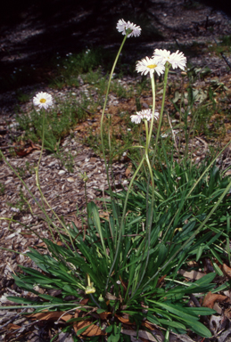 APII jpeg image of Brachyscome scapigera  © contact APII