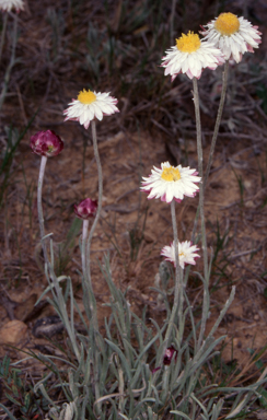 APII jpeg image of Leucochrysum albicans subsp. tricolor  © contact APII