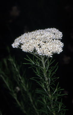 APII jpeg image of Cassinia aculeata  © contact APII