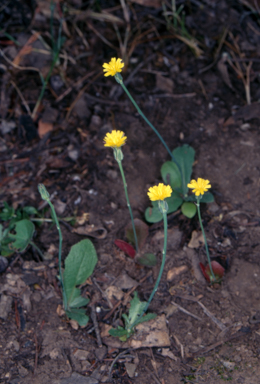 APII jpeg image of Hypochaeris glabra  © contact APII