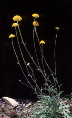 APII jpeg image of Craspedia aurantia var. jamesii  © contact APII