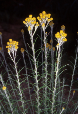 APII jpeg image of Chrysocephalum semipapposum  © contact APII