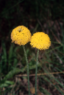 APII jpeg image of Ammobium craspedioides  © contact APII