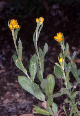 APII jpeg image of Chrysocephalum apiculatum  © contact APII