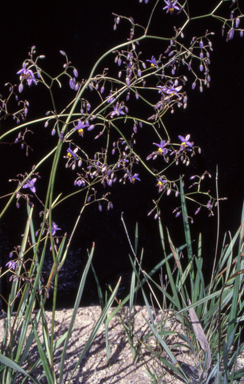 APII jpeg image of Dianella revoluta var. revoluta  © contact APII