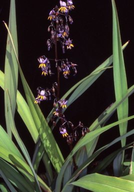 APII jpeg image of Dianella tasmanica  © contact APII