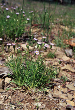 APII jpeg image of Vittadinia muelleri  © contact APII