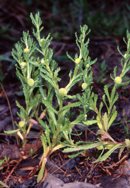 APII jpeg image of Centipeda cunninghamii  © contact APII