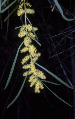 APII jpeg image of Acacia mucronata subsp. longifolia  © contact APII