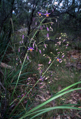 APII jpeg image of Dianella revoluta var. revoluta  © contact APII
