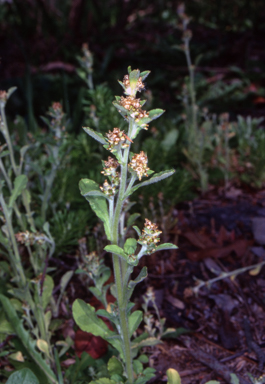 APII jpeg image of Gamochaeta pensylvanica  © contact APII