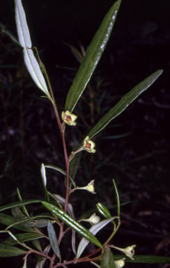 APII jpeg image of Beyeria lasiocarpa  © contact APII