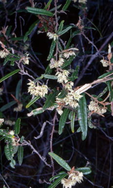 APII jpeg image of Lasiopetalum parviflorum  © contact APII