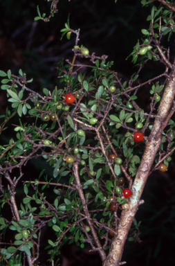 APII jpeg image of Gynochthodes jasminoides  © contact APII