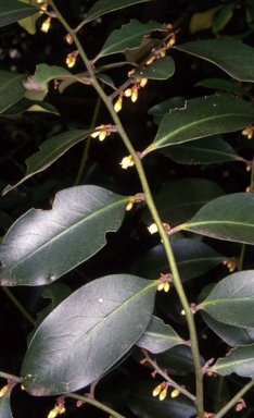 APII jpeg image of Diospyros australis  © contact APII