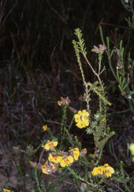 APII jpeg image of Dillwynia brunioides  © contact APII