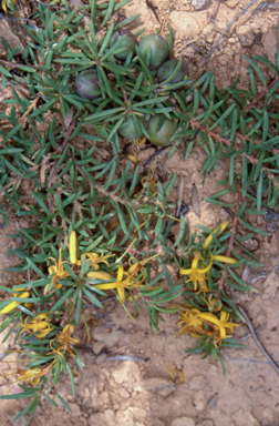 APII jpeg image of Persoonia chamaepeuce  © contact APII