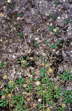 APII jpeg image of Actinotus gibbonsii  © contact APII