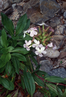 APII jpeg image of Saponaria officinalis  © contact APII