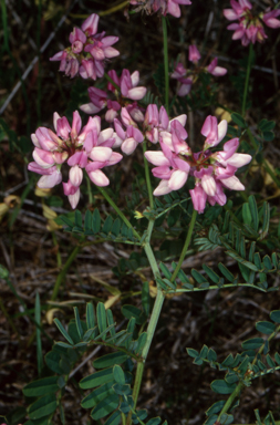 APII jpeg image of Securigera varia  © contact APII