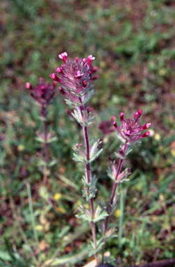 APII jpeg image of Lamium amplexicaule  © contact APII