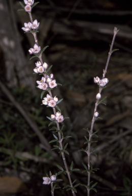 APII jpeg image of Boronia rigens  © contact APII