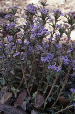 APII jpeg image of Dampiera fusca  © contact APII