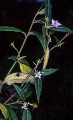 APII jpeg image of Solanum stelligerum  © contact APII