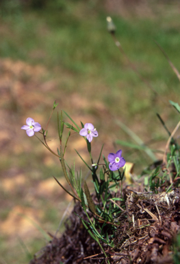 APII jpeg image of Veronica subtilis  © contact APII