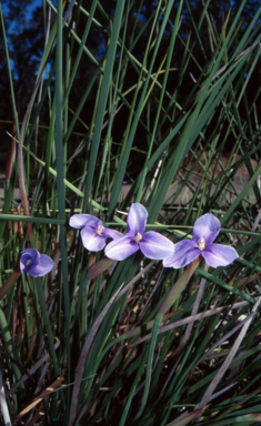 APII jpeg image of Patersonia fragilis  © contact APII