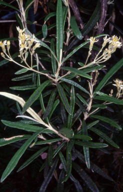 APII jpeg image of Olearia alpicola  © contact APII
