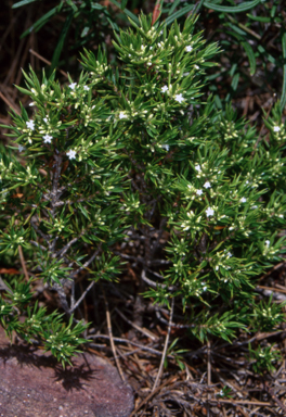APII jpeg image of Styphelia esquamata  © contact APII