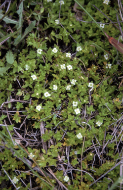 APII jpeg image of Mitrasacme serpyllifolia  © contact APII