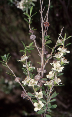 APII jpeg image of Leptospermum obovatum  © contact APII