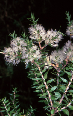 APII jpeg image of Melaleuca styphelioides  © contact APII