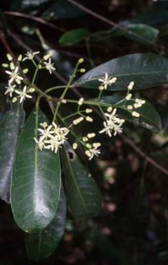 APII jpeg image of Acronychia oblongifolia  © contact APII