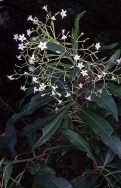APII jpeg image of Duboisia myoporoides  © contact APII