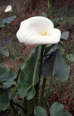APII jpeg image of Zantedeschia aethiopica  © contact APII