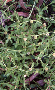 APII jpeg image of Centipeda minima  © contact APII