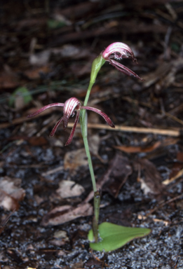 APII jpeg image of Pyrorchis nigricans  © contact APII