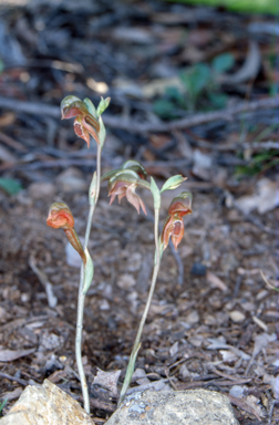 APII jpeg image of Pterostylis aciculiformis  © contact APII