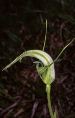 APII jpeg image of Pterostylis furcata  © contact APII