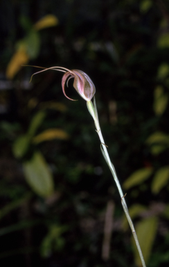 APII jpeg image of Pterostylis longipetala  © contact APII