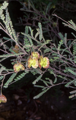 APII jpeg image of Dodonaea multijuga  © contact APII