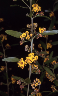 APII jpeg image of Daviesia mimosoides subsp. mimosoides  © contact APII