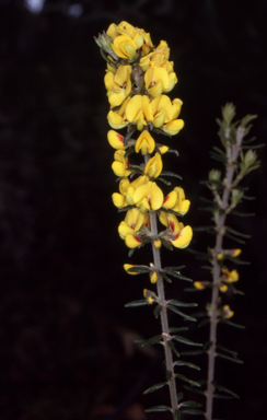 APII jpeg image of Aotus ericoides  © contact APII