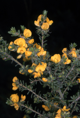 APII jpeg image of Pultenaea villosa  © contact APII