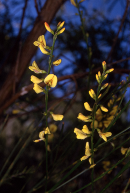 APII jpeg image of Viminaria juncea  © contact APII