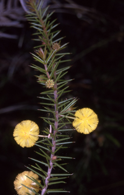 APII jpeg image of Acacia echinula  © contact APII