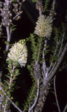 APII jpeg image of Melaleuca squarrosa  © contact APII